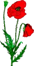 red poppies