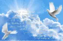 Doves