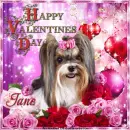 Jane - Happy Valentine's Day
