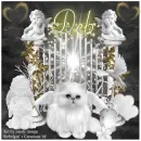 Deb