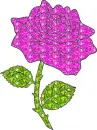 rose