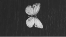 Tumblr bbb