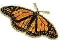 butterfly