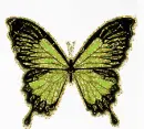 butterfly