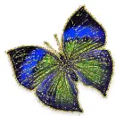 butterfly