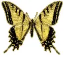 butterfly