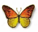 butterfly