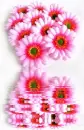 gerberas
