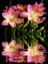 freesia