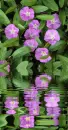 convolvulus
