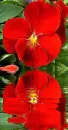 red pansy