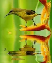 tropical bird