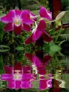orchid
