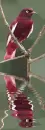 pompadour cotinga
