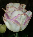 2 tulip