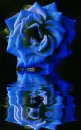 blue rosa