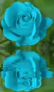 blue rosa
