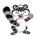 raccoon