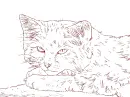 cat