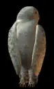 snow owl