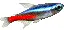 neon fish