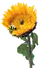 bee and flower