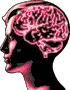human brain