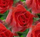 Red roses
