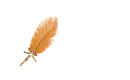 Gold Feather Pen