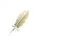 White Feather Pen