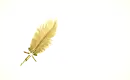 Cream Feather Pen