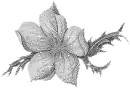 silver flower