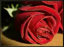 red rosa