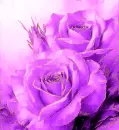 purple rosas