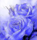 blue rosas