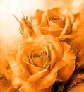 orange rosas