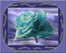 blue rosa