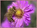 bee and purple flower