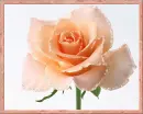 beautiful rosa