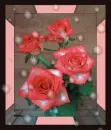 red rosa