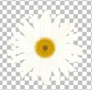 daisy flower