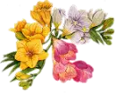freesias