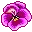 pansies