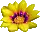little yellow flower