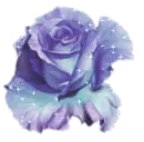 blue-purple rosa