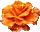 orange rosa