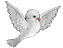 white pigeon