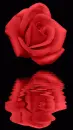 red rosa