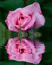 pink rosa