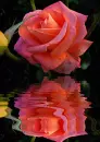  rosa